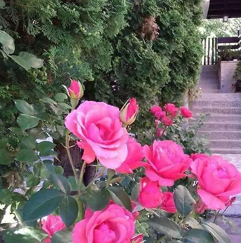 Stanojevic Apartment